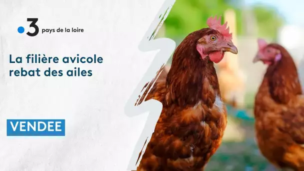 La filière avicole rebat de l'aile après la grippe aviaire