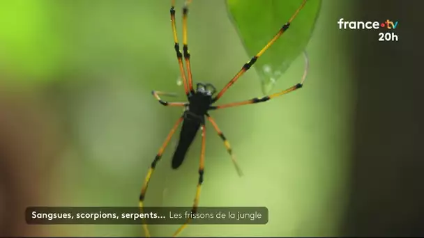 Inde : les frissons de la jungle