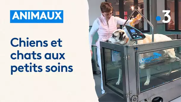 Un espace bien-être insolite pour les chiens, avec piscines et soins en tout genre