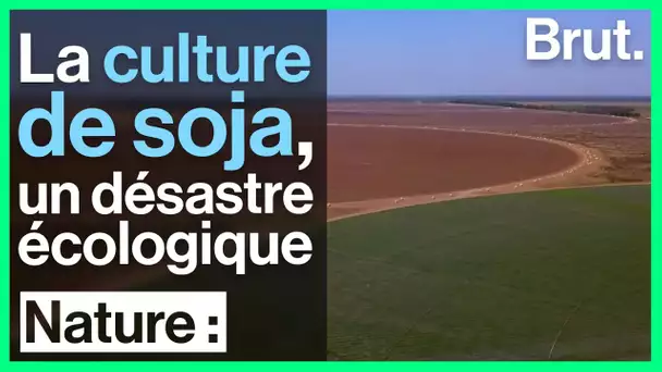 Au Brésil, la culture du soja menace la biodiversité