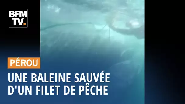 Une baleine à bosse sauvée d'un filet de pêche au Pérou