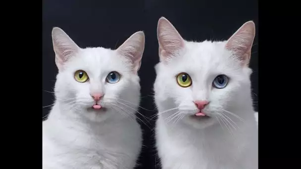 Les superbes chattes sœurs jumelles avec une affection oculaire rare ont deux yeux d’une couleur ...