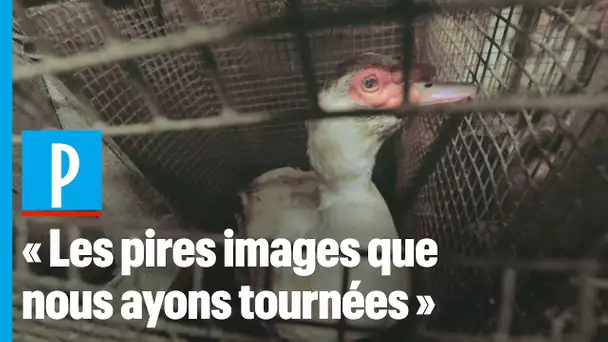 L214 : les nouvelles images choc dans un élevage de canard