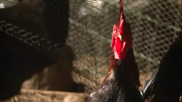 Arles-sur-Tech : le coq Prince pourra-t-il continuer à chanter au petit jour ?