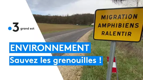 Environnement : sauvez les grenouilles, les crapauds et les salamandres !