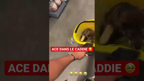 ACE DANS LE CADDIE ! 🥹🐶 (CHIEN D’INOXTAG)