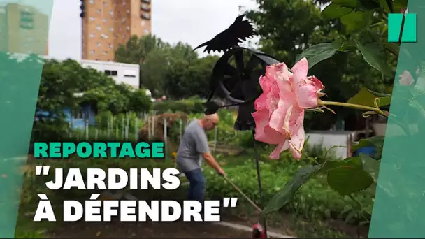 À Aubervilliers, les travaux des JO de 2024 bousculent le quotidien des jardiniers