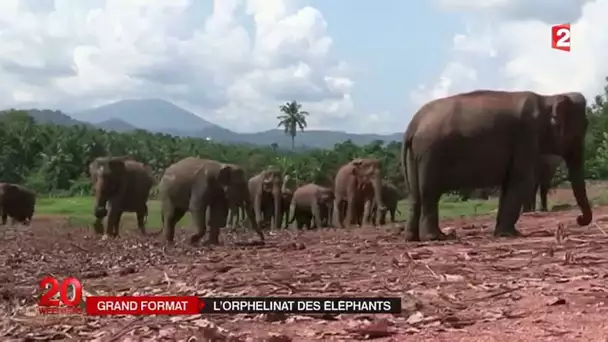 Sri Lanka : l&#039;orphelinat des éléphants