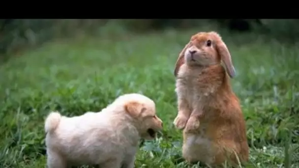 Les animaux de la campagne - Film documentaire