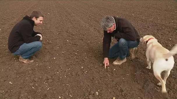 Agriculture : et maintenant le quinoa rouge d&#039;Anjou