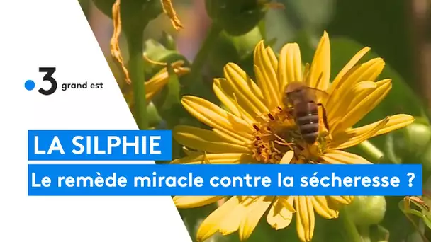 La Silphie : le remède miracle contre la sécheresse ?