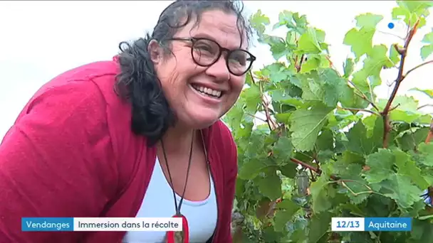 Vendanges 2019 : un bon millésime en bio à Saint-Emilion