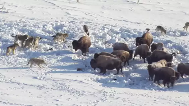 Meute de loups VS troupeau de bisons - ZAPPING SAUVAGE