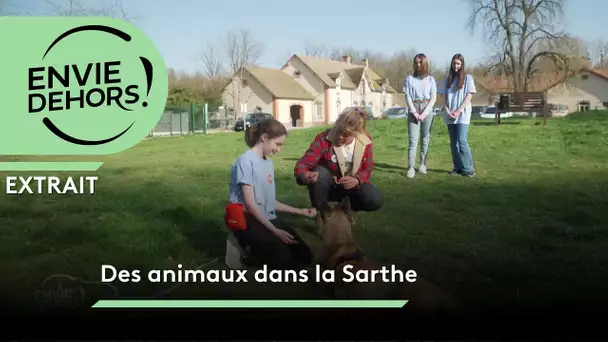 En Sarthe, Les animaux ont leurs anges gardiens ! [extrait]