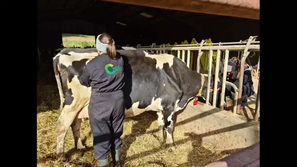 Puy-de-Dôme : pourquoi cet éleveur fait le choix de l’ostéopathie pour ses vaches