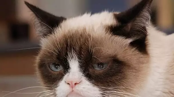 Grumpy Cat obtient 710 000 dollars après un procès