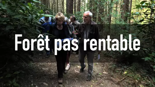 Les forêts privées françaises : une exploitation durable pas toujours rentable