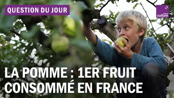 Du verger à la compote : la pomme est-elle rentable ?