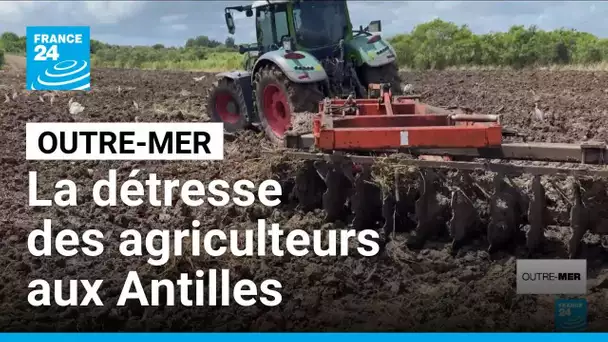 La détresse des agriculteurs aux Antilles • FRANCE 24