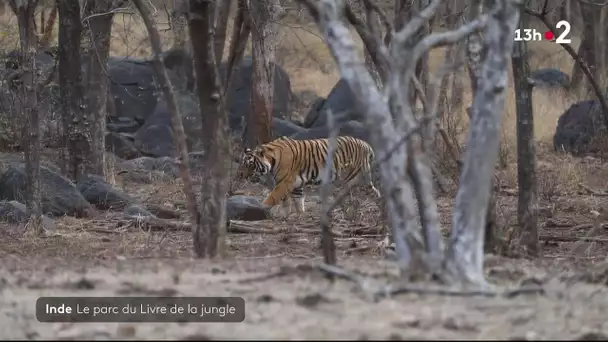 Inde : Le parc du Livre de la jungle