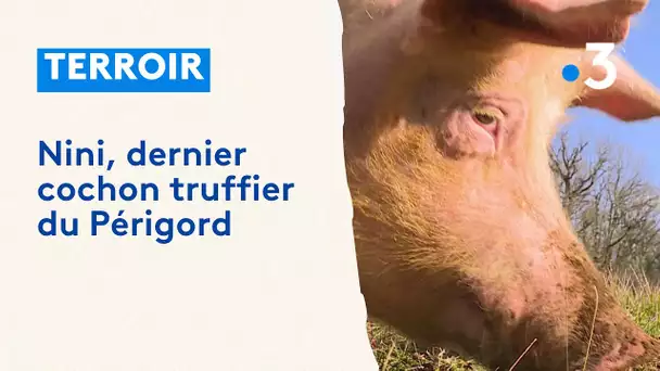 La récolte des truffes avec un cochon truffier en Périgord