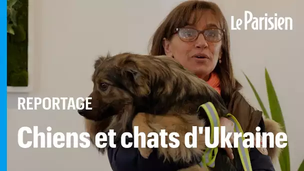 Ces chiens et chats d’Ukraine ont trouvé refuge en France