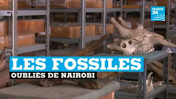 Des ossements uniques au monde redécouverts dans un tiroir à Nairobi