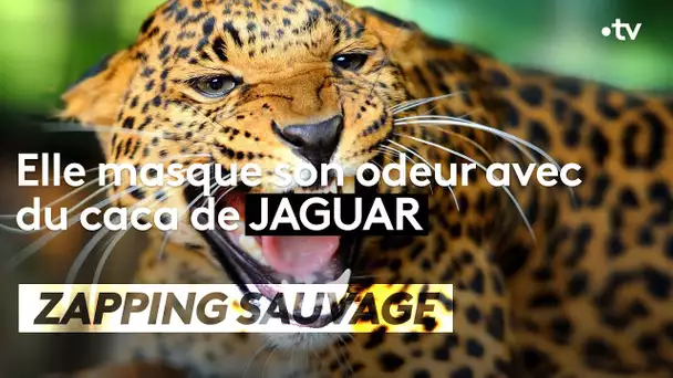 Elle masque son odeur avec de la crotte de jaguar - ZAPPING SAUVAGE