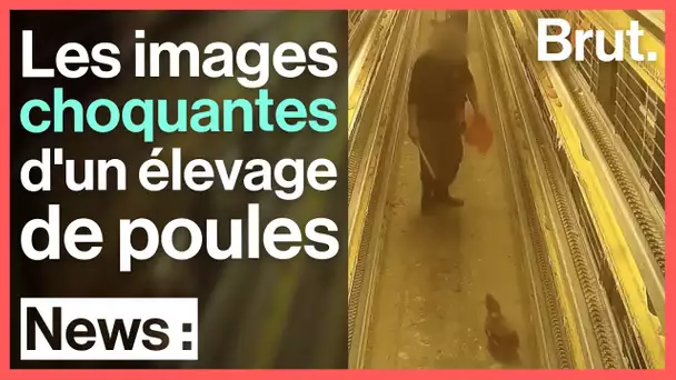 ⚠️ Images choquantes dans un élevage de poules pondeuses