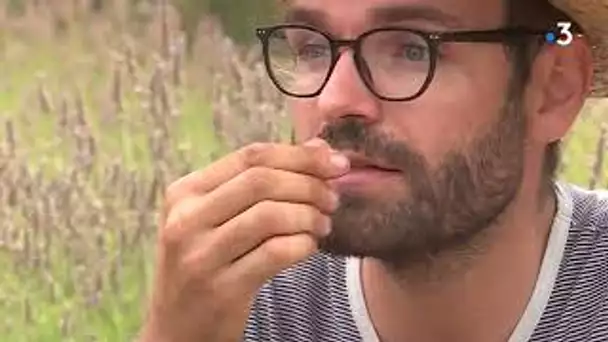 Gard : la récolte de lavande perturbée par la météo