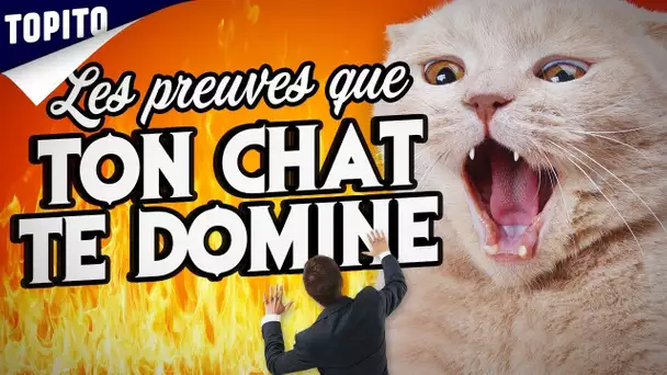 Top 5 des preuves que tu vis chez ton chat (et non l’inverse)