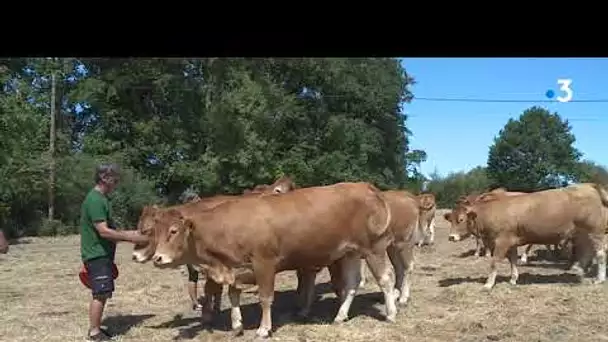 Sécheresse : le casse-tête des éleveurs pour nourrir leurs animaux