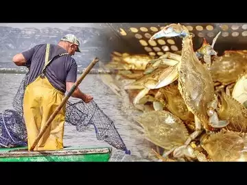 Comment gérer les espèces invasives en Méditerranée ?