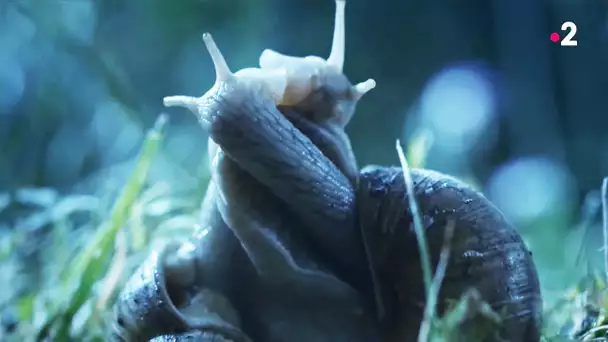 Sexe : les escargots l&#039;aiment long et mou - ZAPPING SAUVAGE