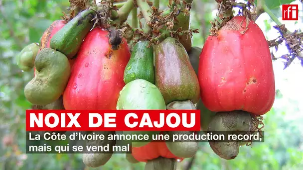 Noix de cajou : la Côte d'Ivoire annonce une production record, mais qui se vend mal