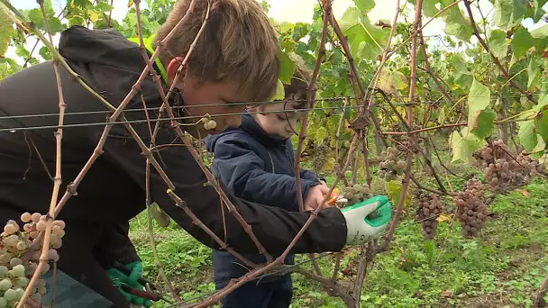 Vendanges : des écoliers découvrent la vigne à Marigny-Brizay