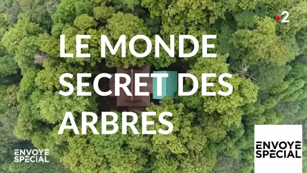 Envoyé spécial. Le monde secret des arbres - 7 mars 2019 (France 2)