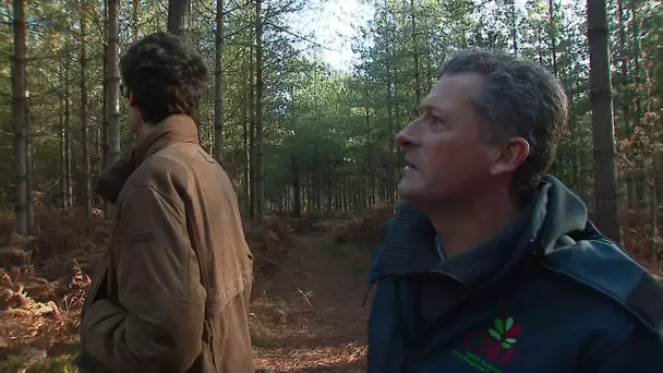 Forêts de Sarthe : les leçons de la tempête de 1999