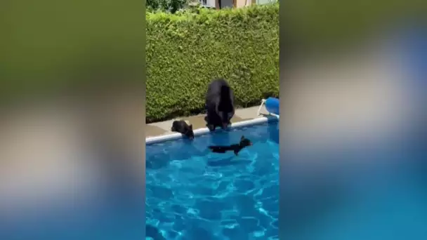 Une famille ours se rafraîchit dans une piscine au Canada, où la température atteint les 47°C