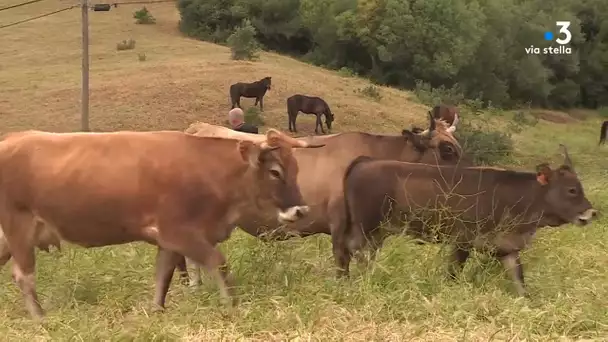 Per Sti Lochi Sartène (5/5) : La Strada di Tizzà