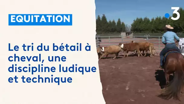 Le tri du bétail à cheval, une équitation ludique et technique