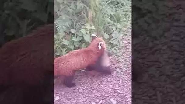 Chaya, une femelle panda roux du Parc zoologique de Clères et son bébé né le 4 juin dernier.