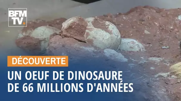 En Chine, un enfant découvre un œuf de dinosaure vieux de 66 millions d'années