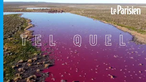 Argentine : une lagune devient rose à cause des déchets