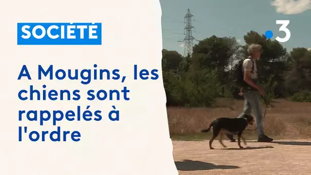 A Mougins, une pétition contre l'interdiction de promener son chien sans laisse