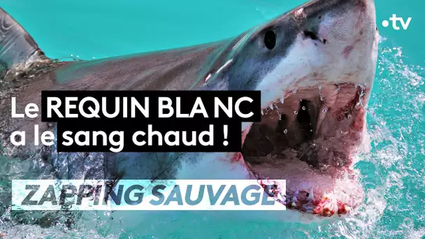 Le requin blanc détecte une goutte de sang dans une piscine olympique ! - ZAPPING SAUVAGE