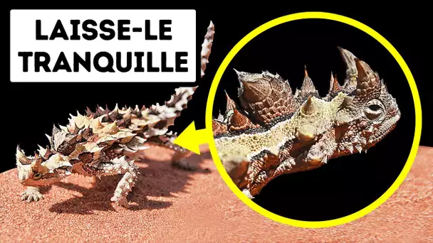 Si Tu Vois L'une De Ces Créatures, Arrête-Toi Tout De Suite