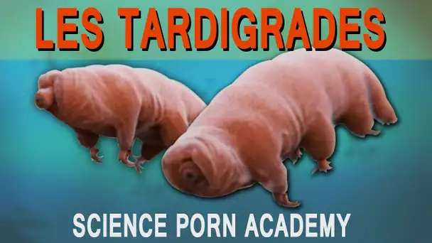 LES TARDIGRADES !