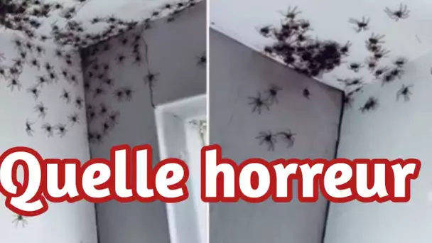 Une mère est choquée quand elle trouve des dizaines d'araignées dans la chambre de sa fille
