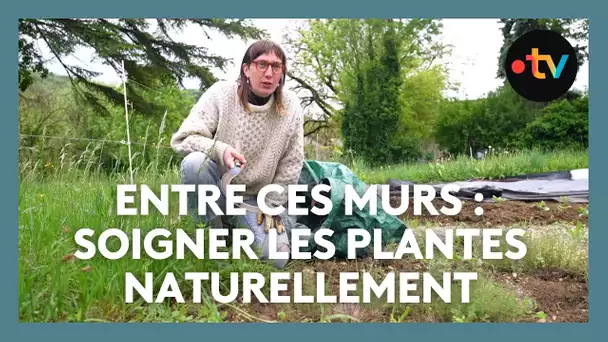 Entre ces murs, des traitements naturels pour les plantes